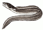 sea-animals-eel